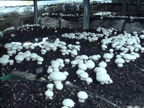 Polyurethane Foam Chicken & Mushroom Farms