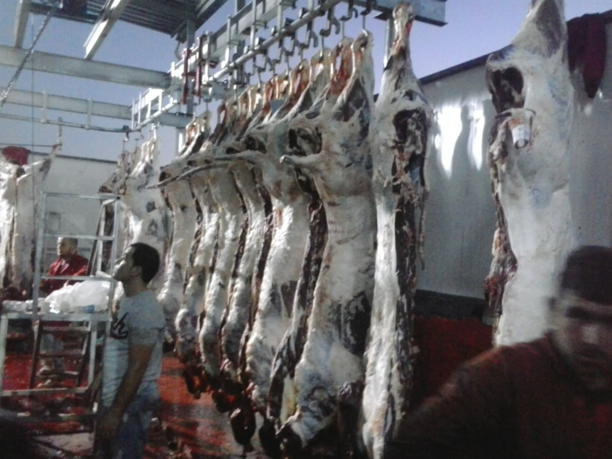 CATTLE PROCESSING MONORAIL LINE