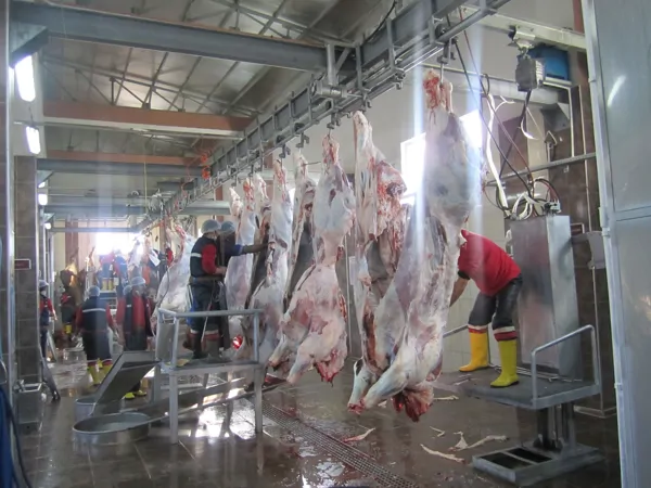 CATTLE PROCESSING PLATFORMS