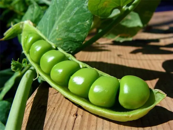 Pea Powder
